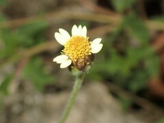 Tridax