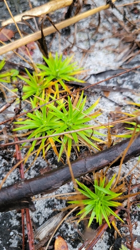 Image of Paepalanthus beyrichianus by no rights reserved