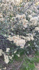 Ceanothus megacarpus