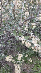 Ceanothus megacarpus