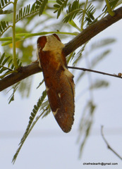 Lepidoptera