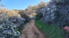 Ceanothus megacarpus