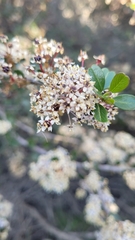 Ceanothus megacarpus