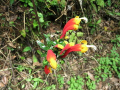 Centropogon granulosus