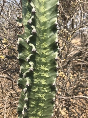 Euphorbia ingens