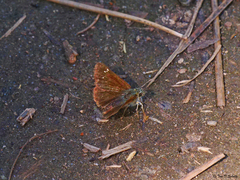 Piruna pirus