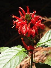 Pachystachys coccinea