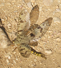 Palpares libelluloides