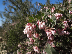 Arctostaphylos auriculata