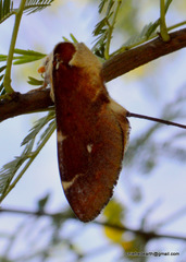 Lepidoptera