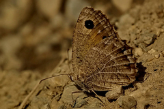 Satyrus amasinus