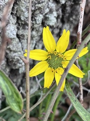 Berlandiera subacaulis