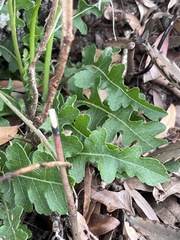 Berlandiera subacaulis