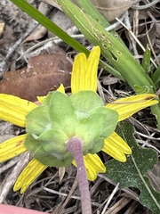 Berlandiera subacaulis