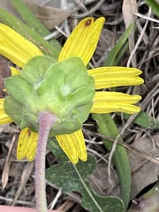 Berlandiera subacaulis