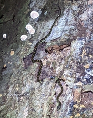 Siphlophis cervinus
