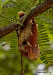 Lepidoptera