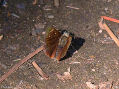 Piruna pirus