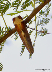 Lepidoptera