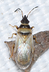 Oxycarenus pallens