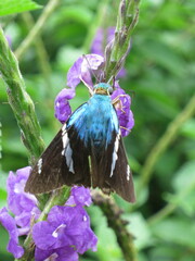 Astraptes