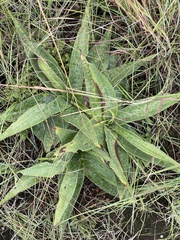 Ledebouria luteola
