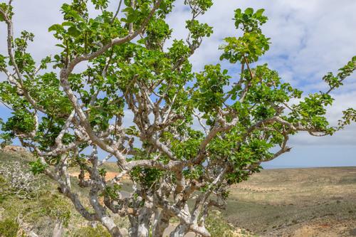 Commiphora ornifolia