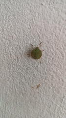 Chinavia marginata
