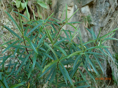 Veronica stenophylla