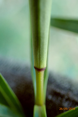 Veronica stenophylla