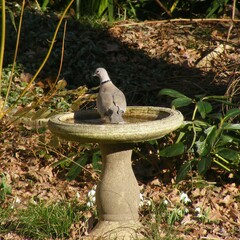 Streptopelia decaocto
