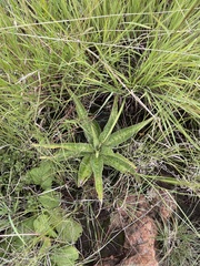 Ledebouria luteola