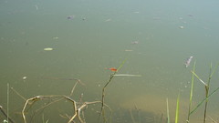 Brachythemis contaminata