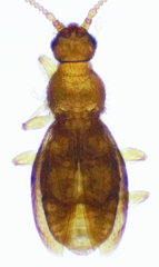 Microscydmus