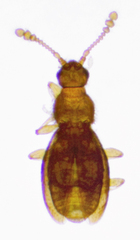 Microscydmus