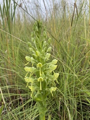 Habenaria epipactidea