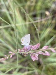 Eicochrysops messapus