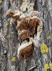 Subantrodia juniperina