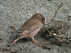 Bucanetes githagineus