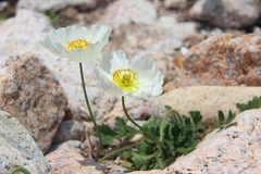 Papaver sokolovskajae