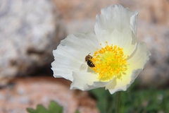 Papaver sokolovskajae