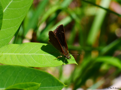 Piruna pirus