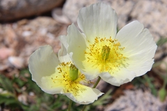 Papaver sokolovskajae