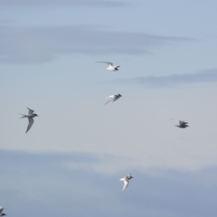 Sterna hirundinacea