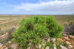 Image of Pulicaria stephanocarpa