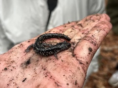 Plethodon mississippi