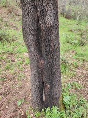 Biscogniauxia mediterranea