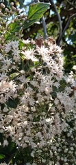 Ageratina glabrata