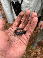Plethodon mississippi
