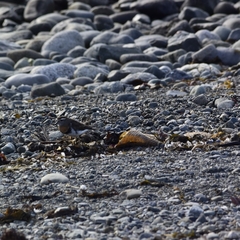 Charadrius modestus